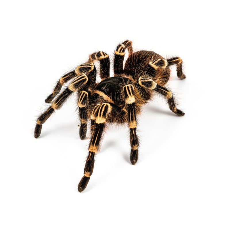 Acanthoscurria geniculata